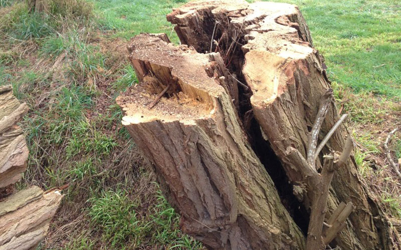 property damage hazardous tree melbourne 2