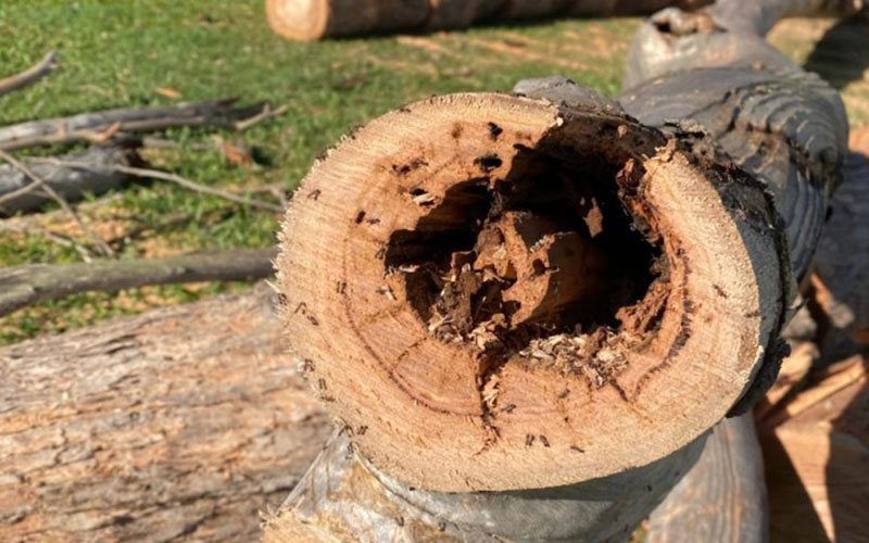 property damage hazardous tree melbourne