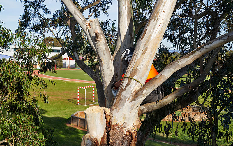 Confined Space & Tight Access Tree Removal – Melbourne