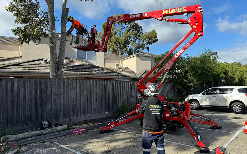 a tree with limited space getting cut down in melbourne 2