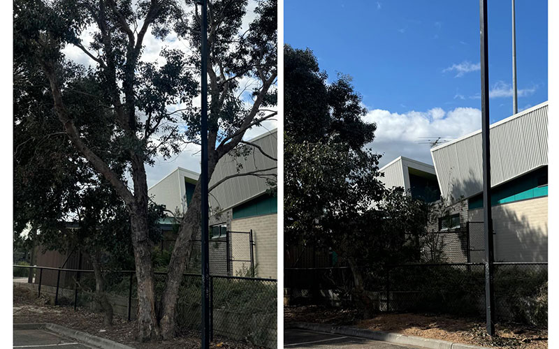 a tree with limited space getting cut down in melbourne