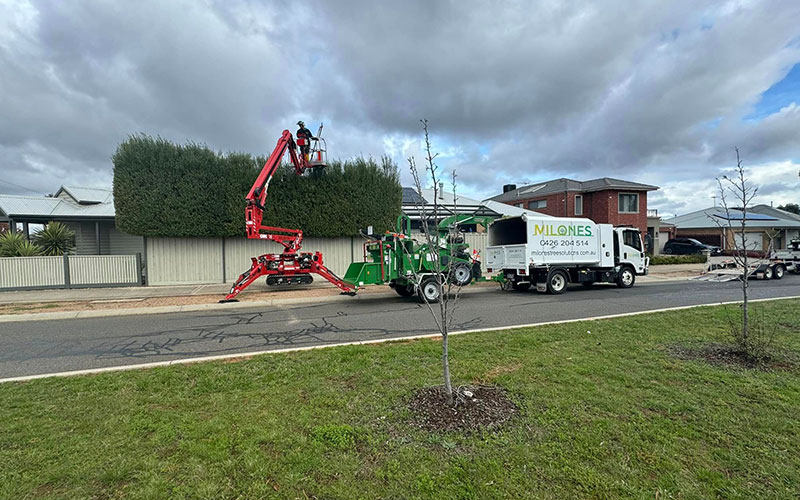 specialised equipment for tree removal 2