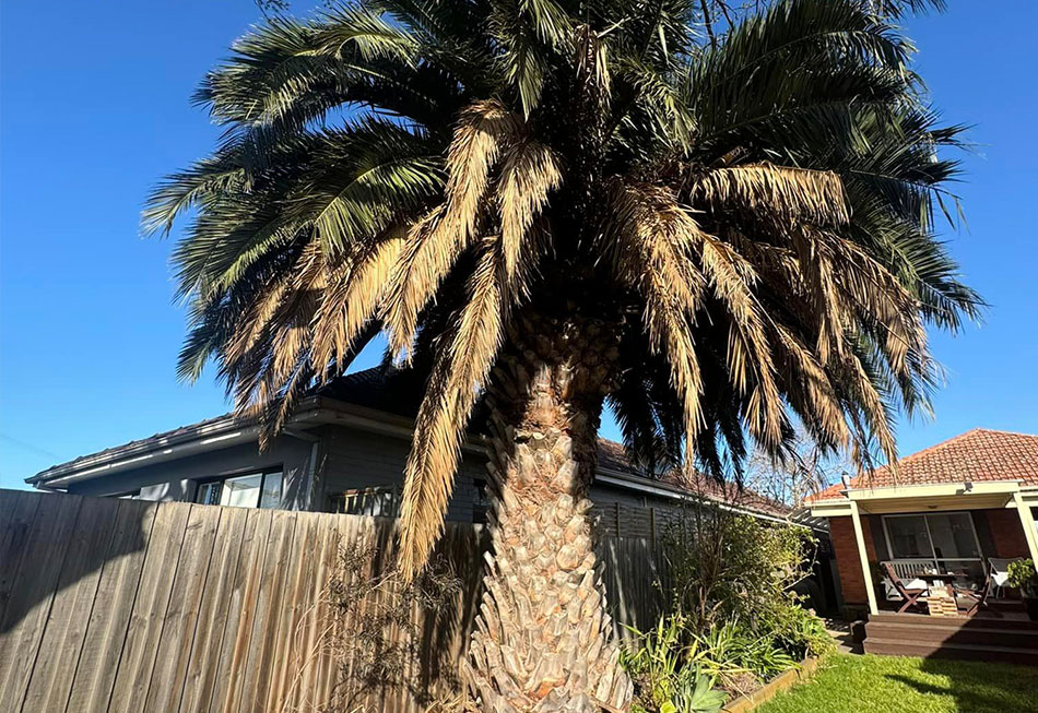 tree close to fence