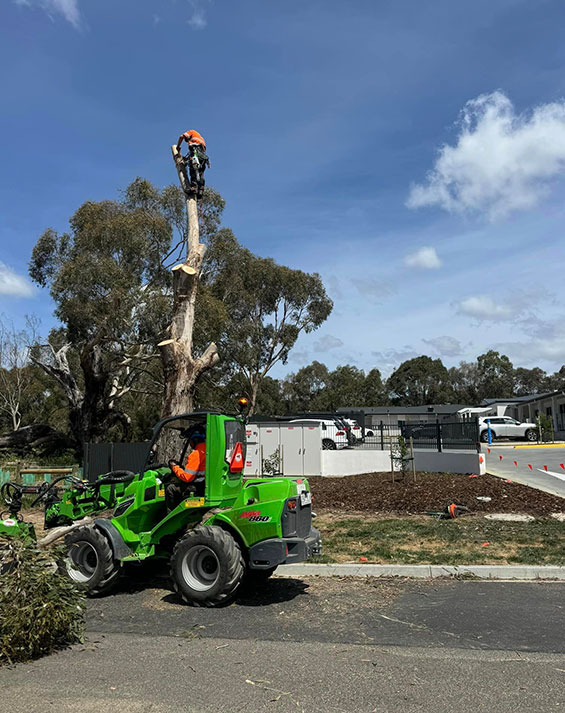 Macedon Ranges Council Tree Removal