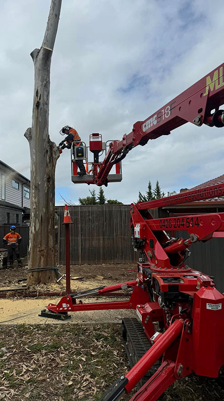 Macedon Ranges Tree Removal