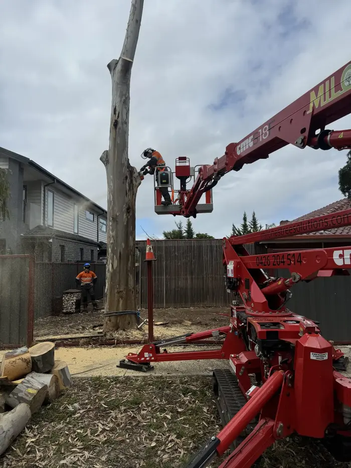 Certified arborist performing professional tree removal in Darley using safety ropes and chainsaw