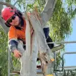 Arborist performing emergency tree removal in Melbourne with safety gear and chainsaw