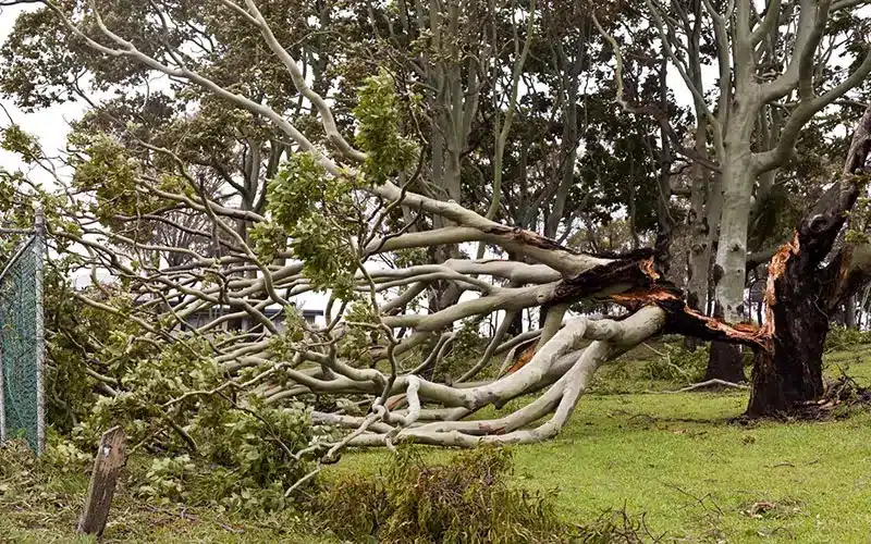 Uprooted eucalyptus tree fallen after severe storm in Melbourne.