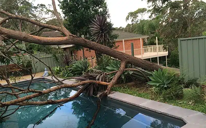 Fallen tree over a swimming pool after storm damage in Melbourne.
