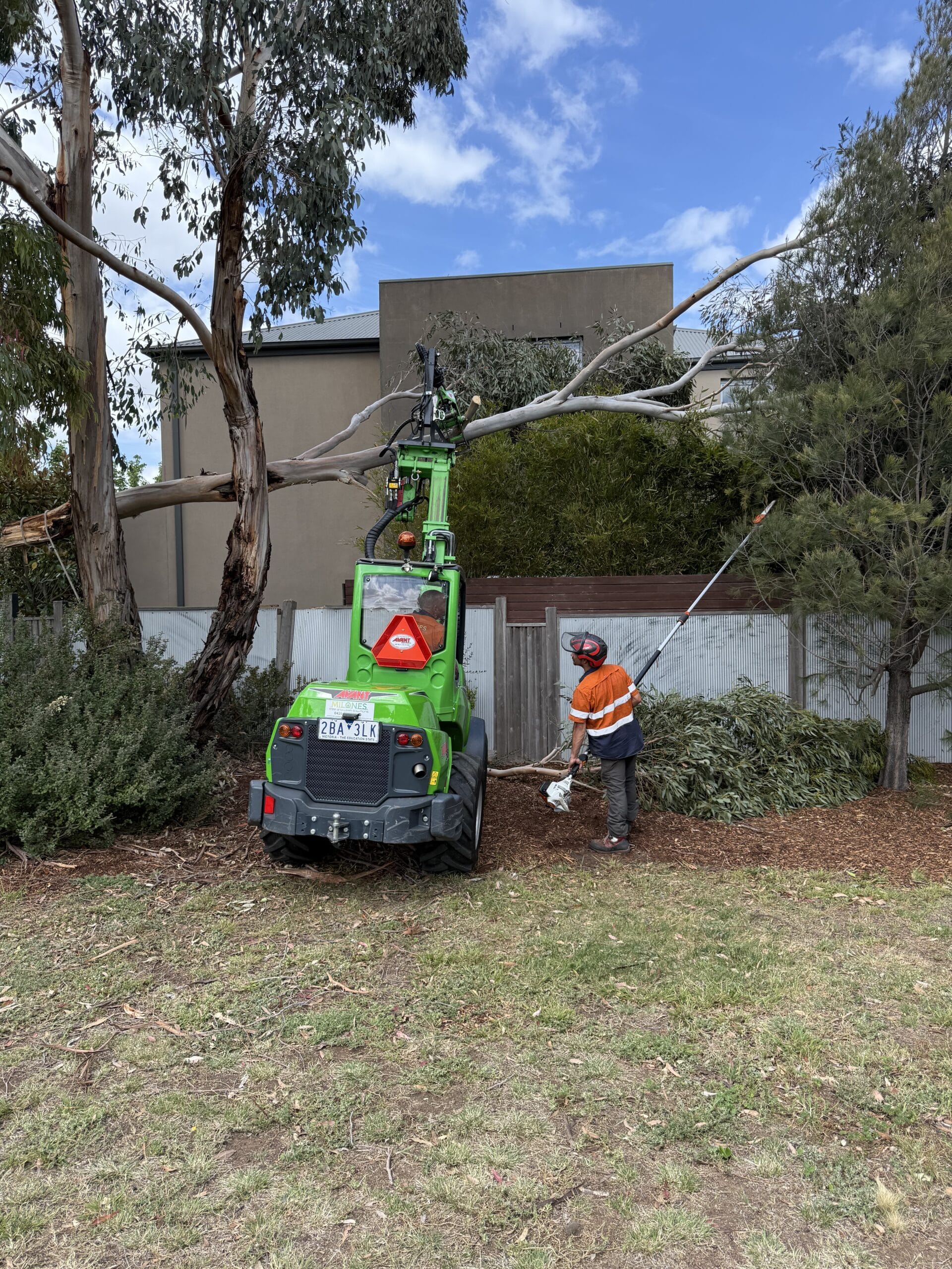 Urgent tree removal after storm damage