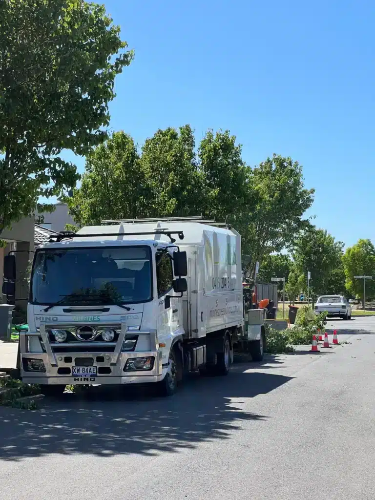Milones tree services canopy lifting service