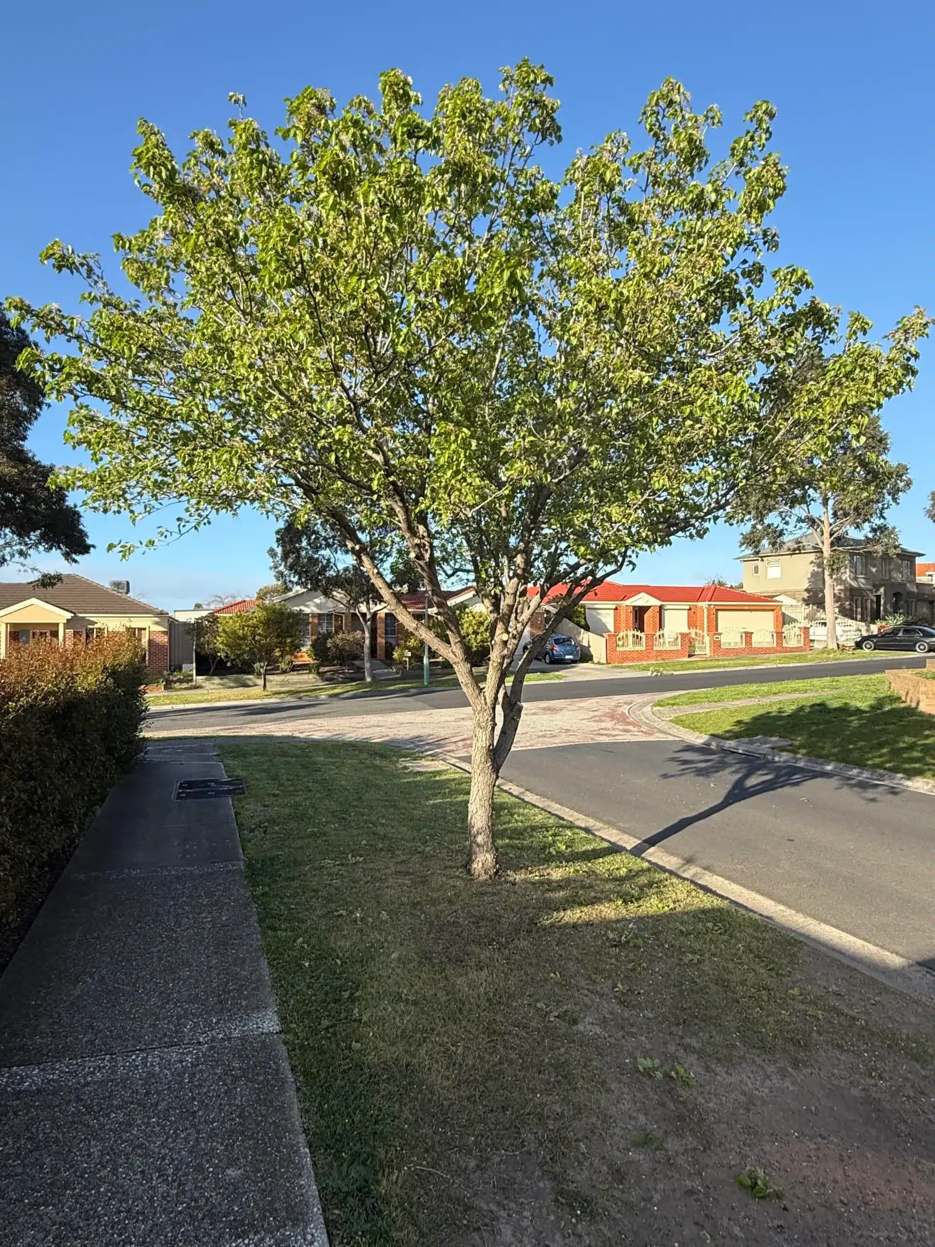 Tree Removal & Arborists Serving Melbourne & Regional Victoria | Milone ...