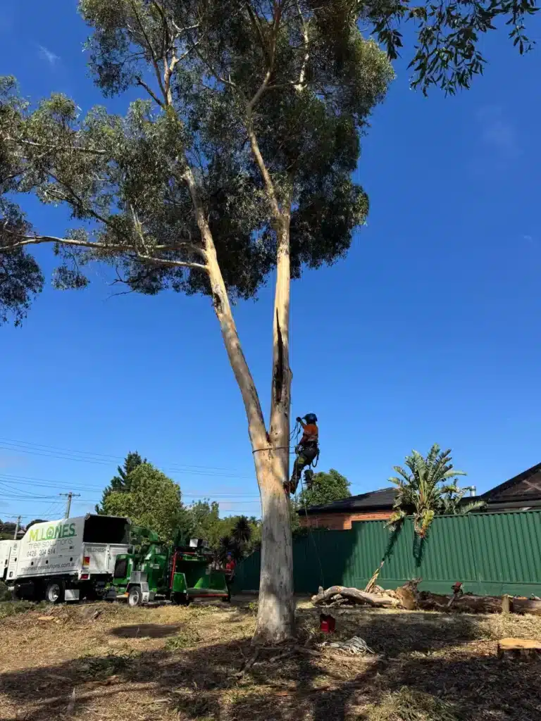 Tree Lopping Services Melbourne & Regional VIC - Milone's Tree Solutions