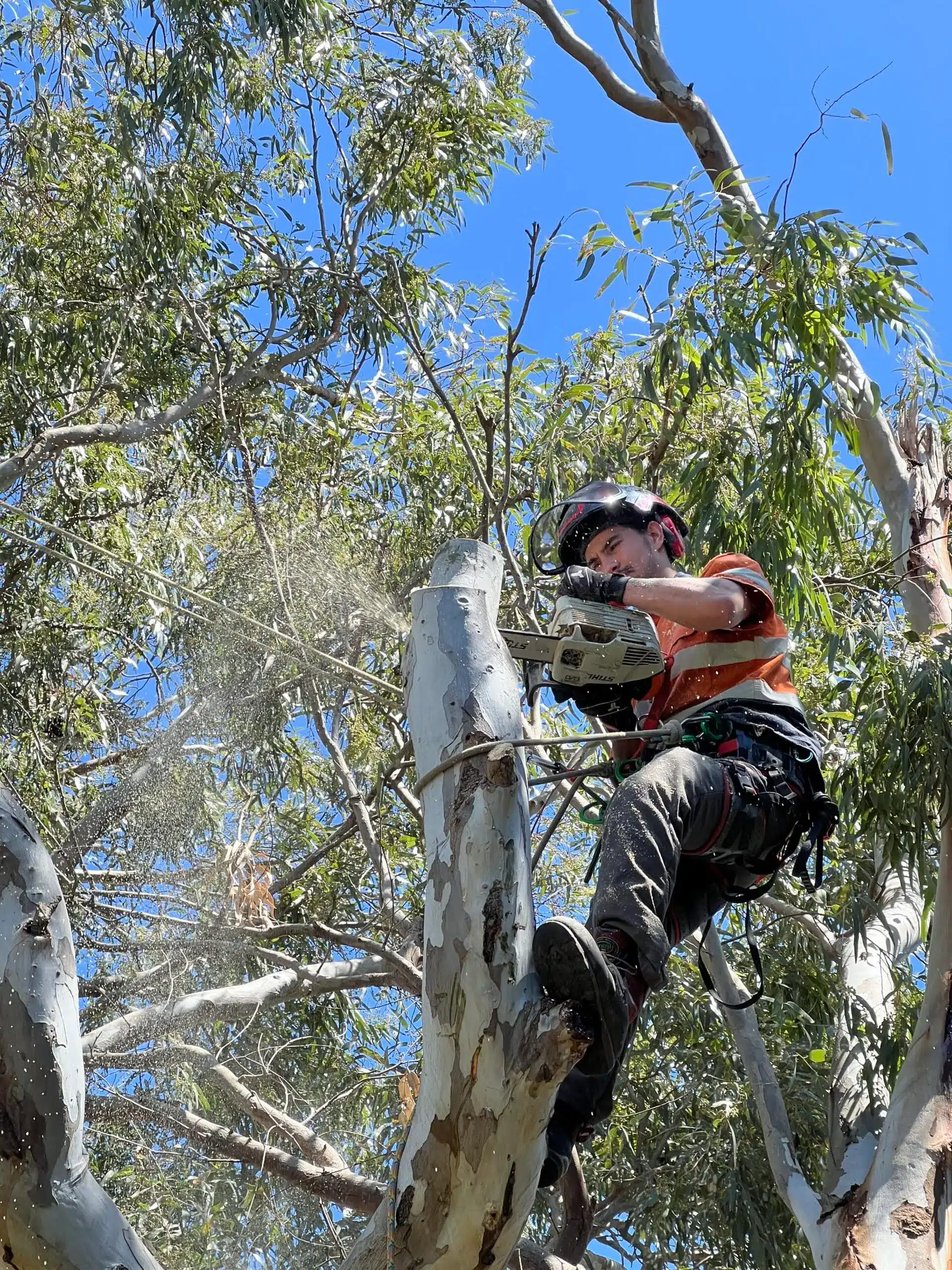 Tree Lopping Services Melbourne & Regional VIC - Milone's Tree Solutions
