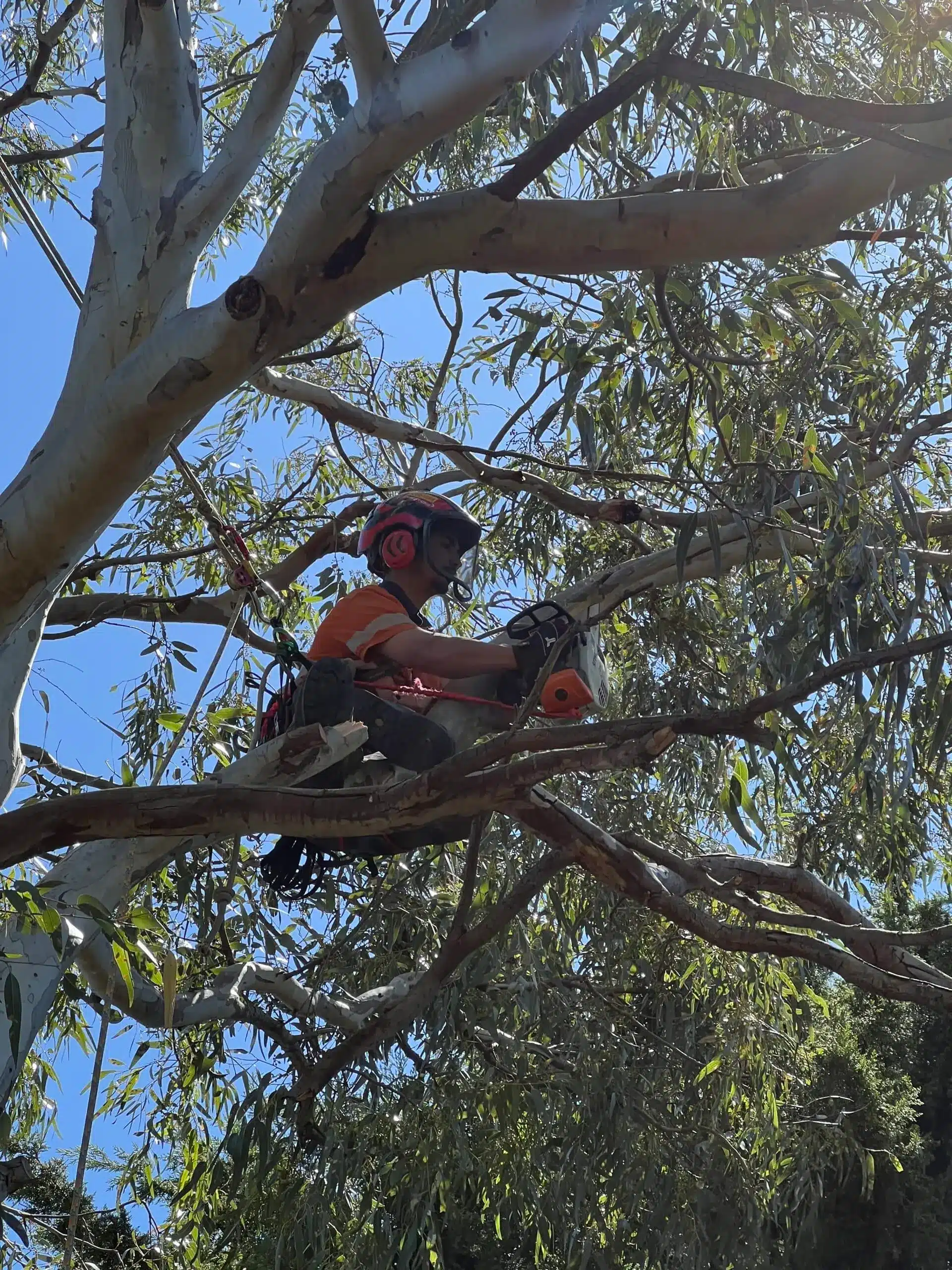 Tree Lopping Services Melbourne & Regional VIC - Milone's Tree Solutions