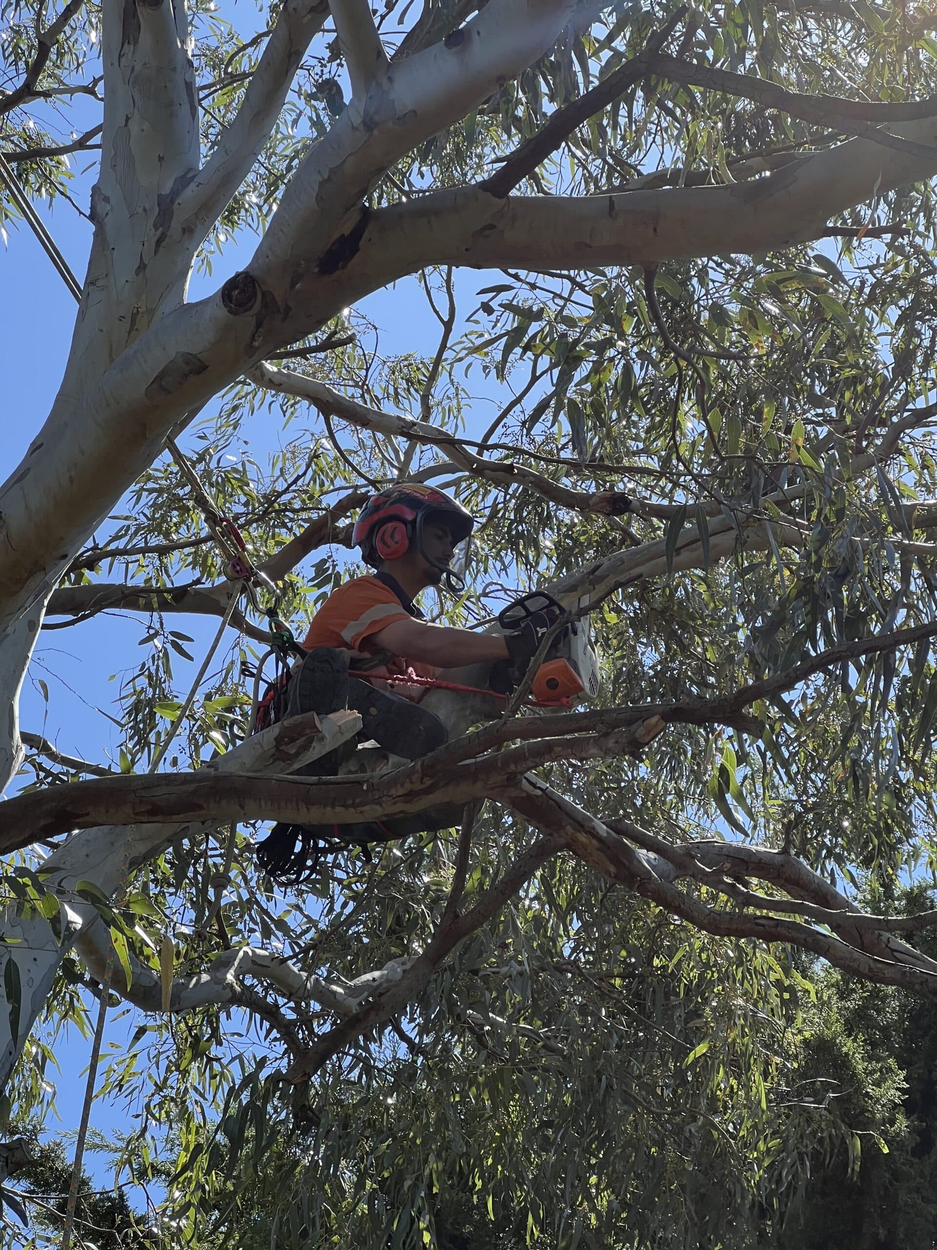 Tree lopping completed showing reduced canopy