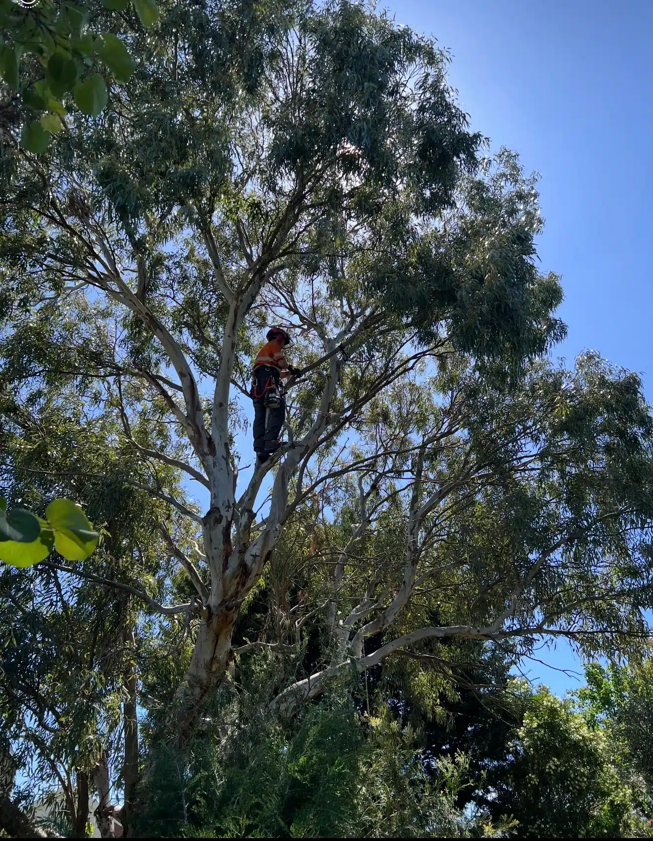 Tree Canopy Lifting Services Melbourne & Regional VIC - Milone's Tree ...