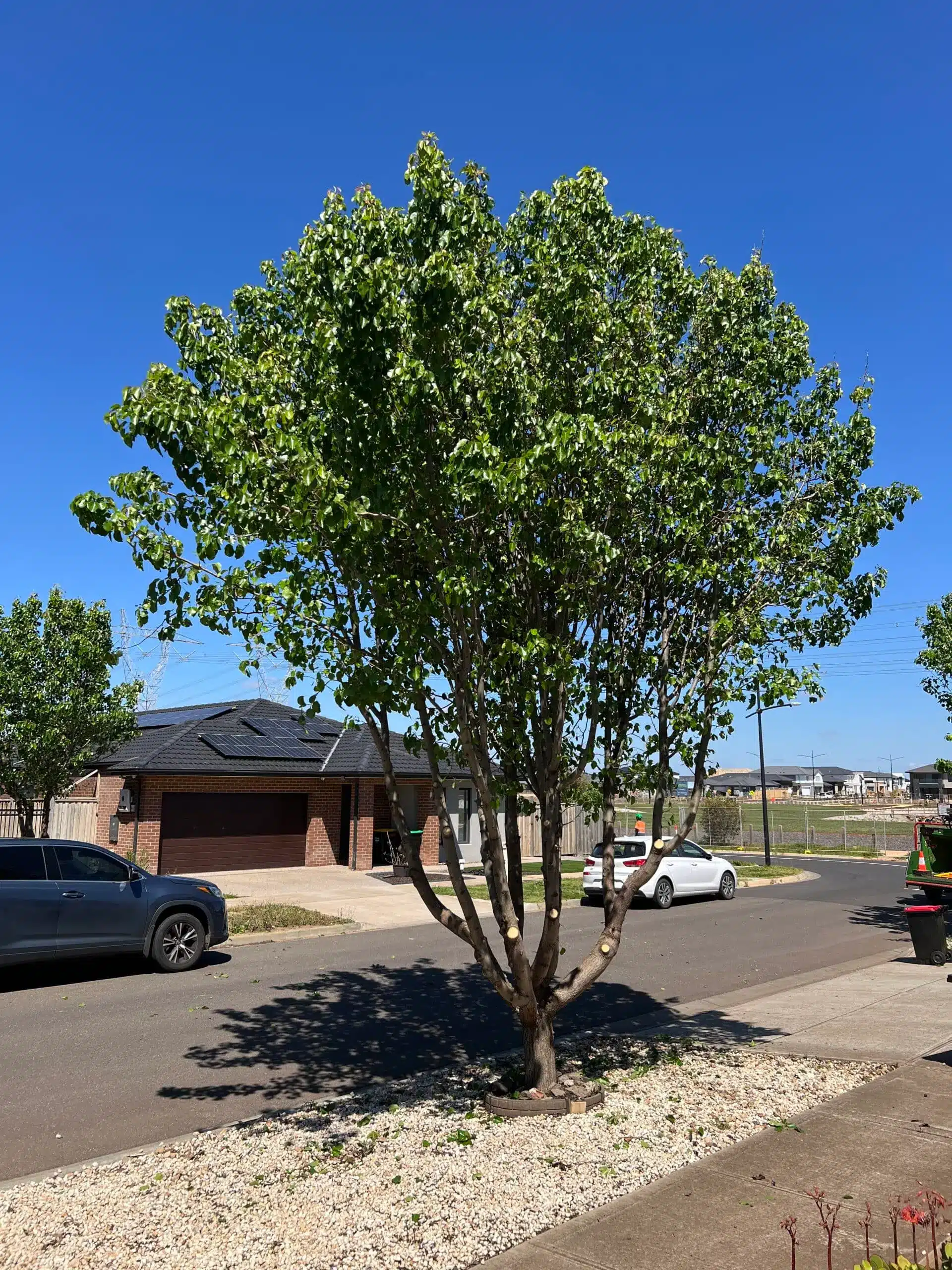Tree Canopy Lifting Services Melbourne & Regional VIC - Milone's Tree ...