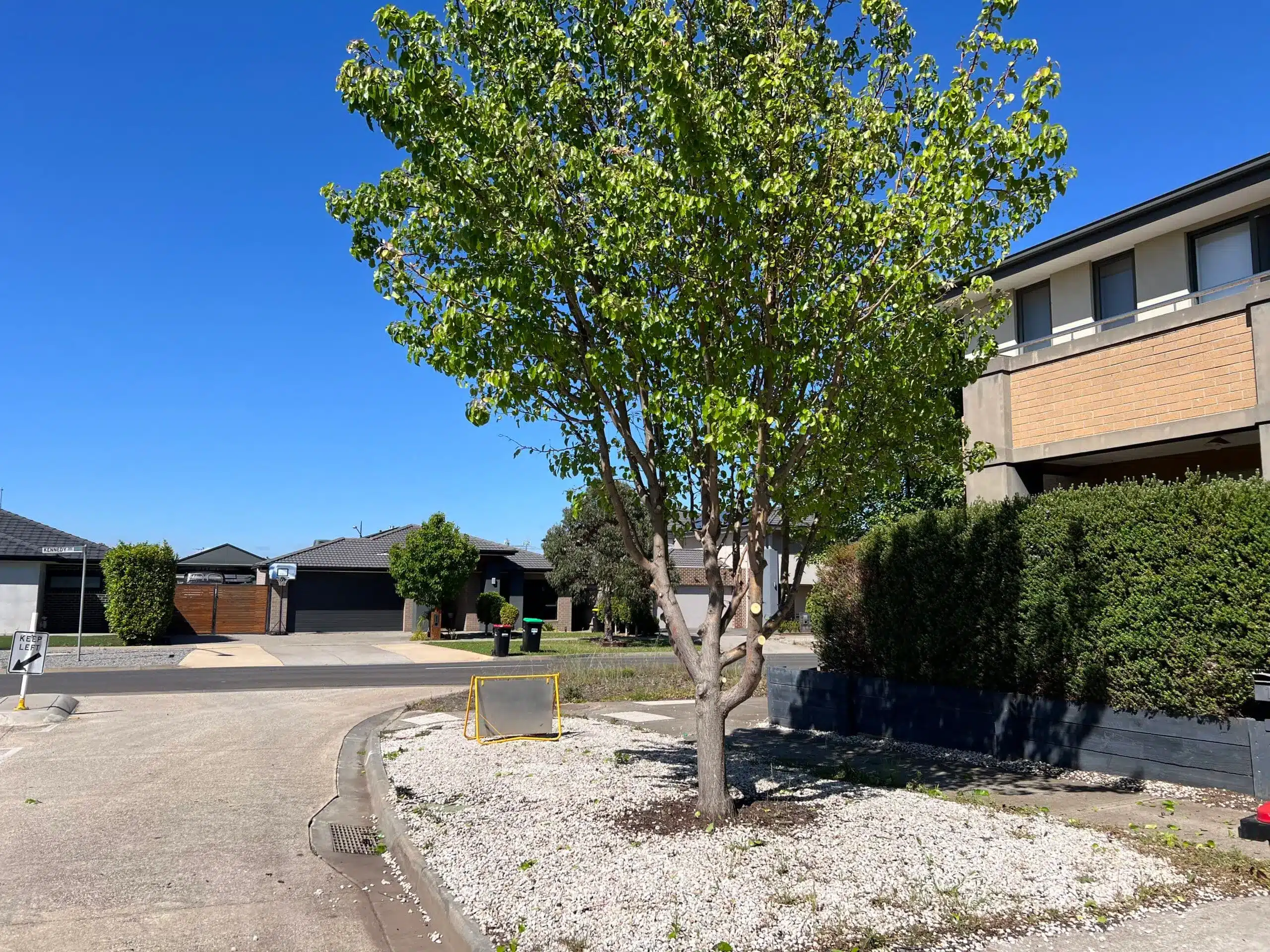 Tree Canopy Lifting Services Melbourne & Regional VIC - Milone's Tree ...