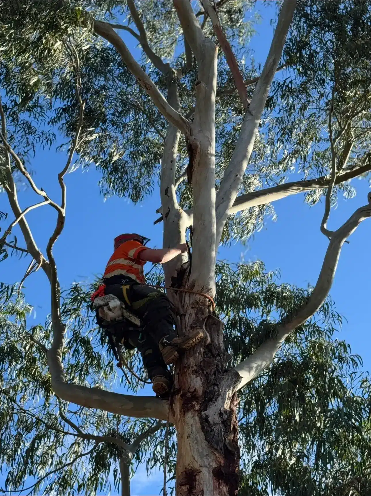 Tree Lopping Services Melbourne & Regional VIC - Milone's Tree Solutions