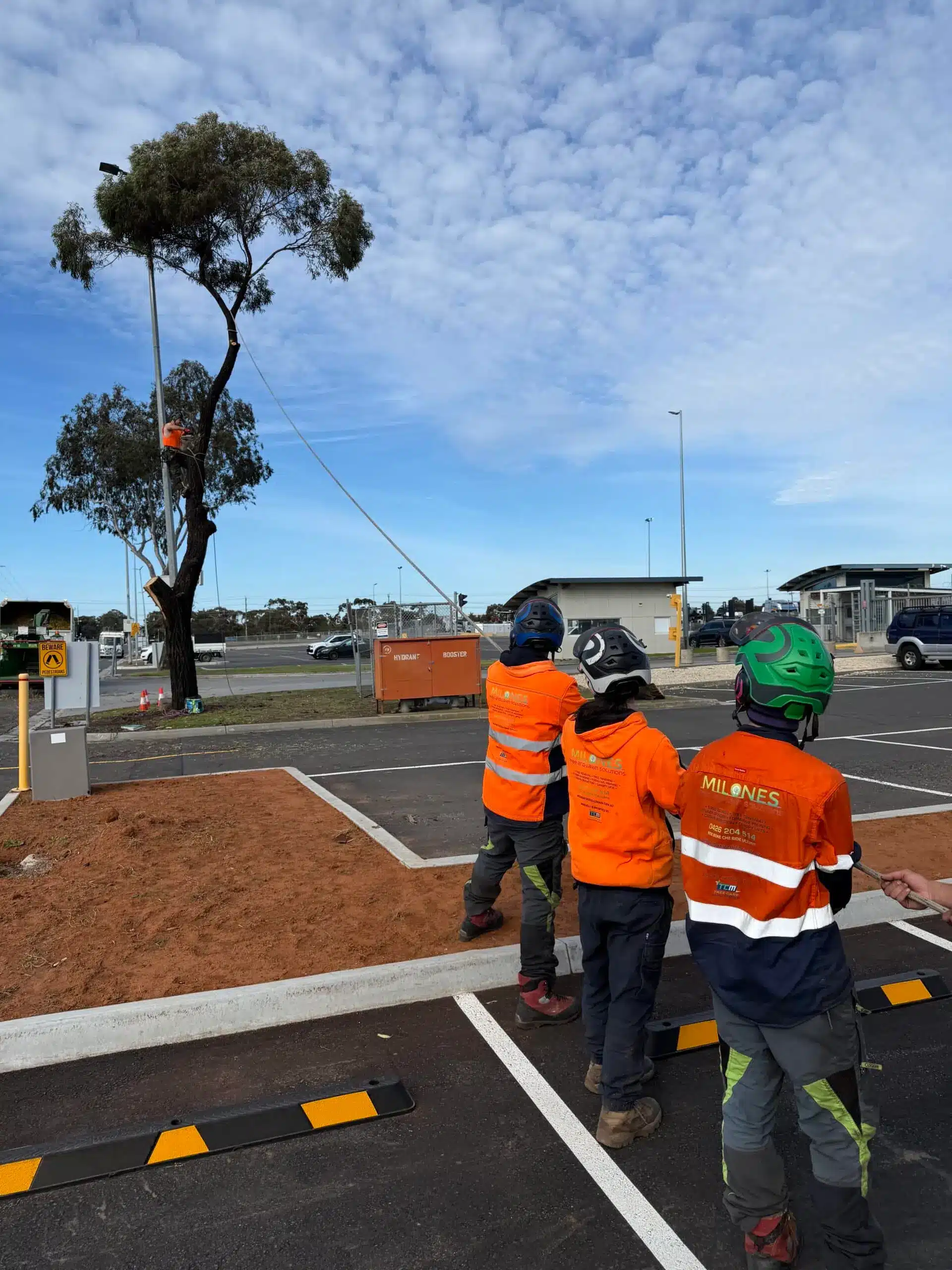 Tree Lopping Services Melbourne & Regional VIC - Milone's Tree Solutions