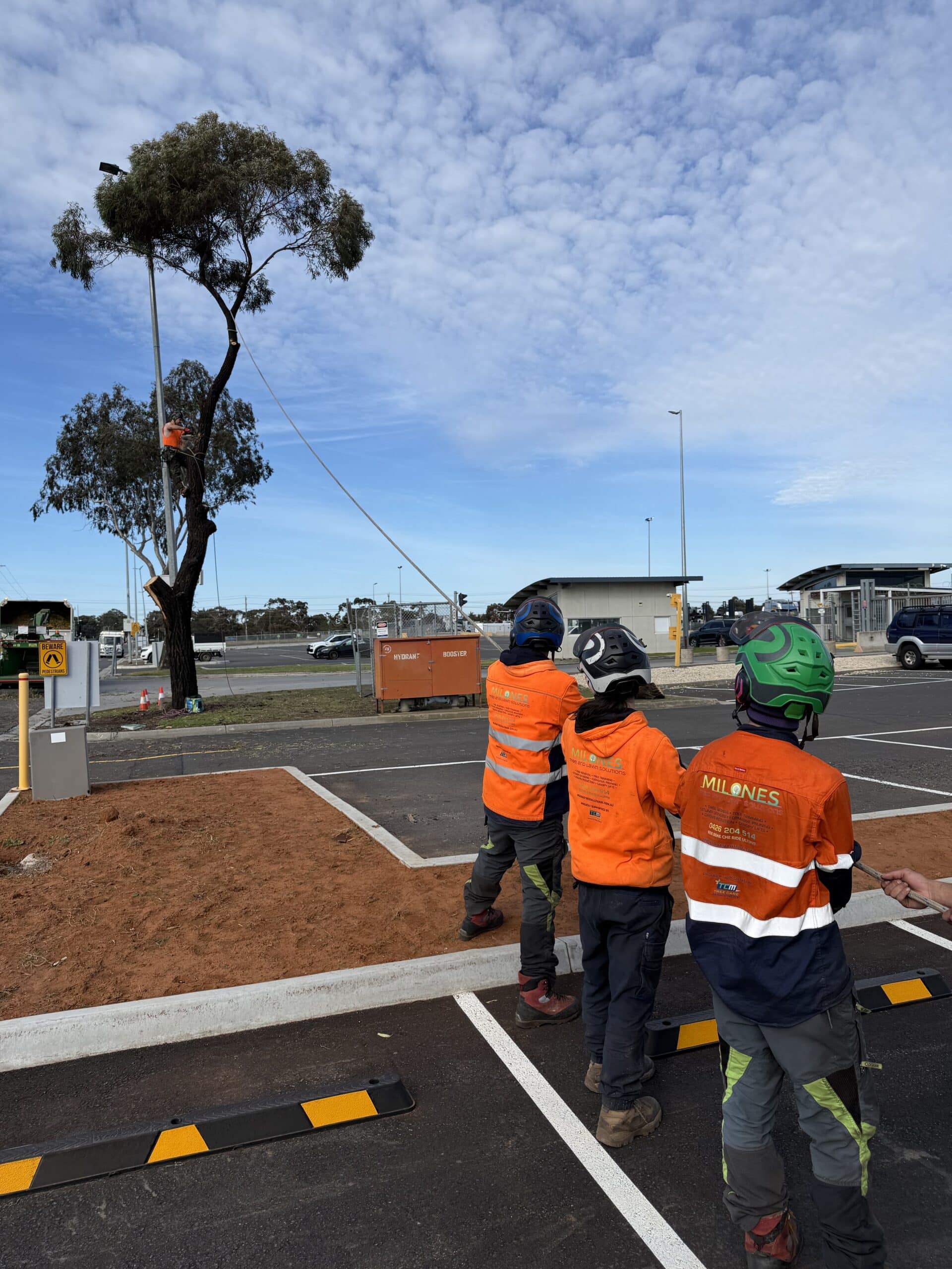 Arborist performing tree lopping on large tree
