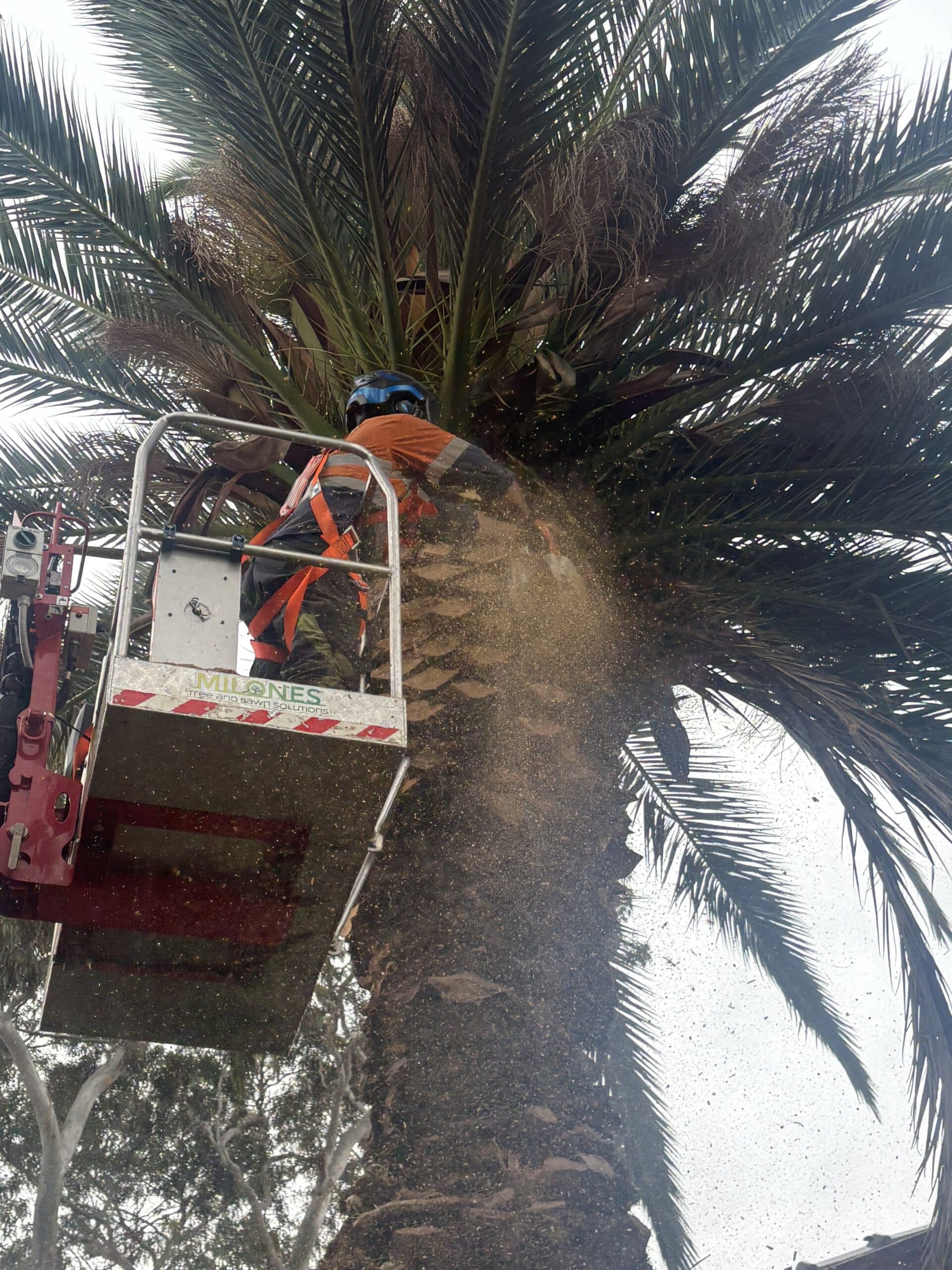 Professional arborist team performing tree removal in Melbourne