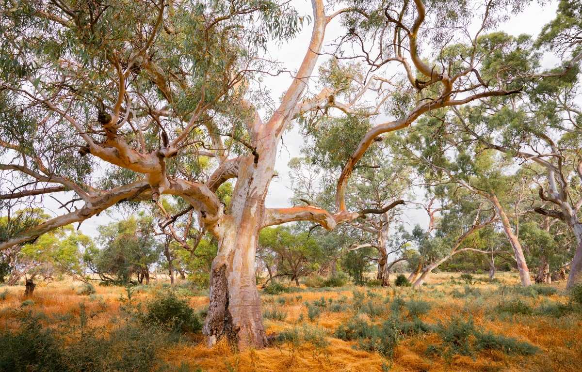 drought resistant trees