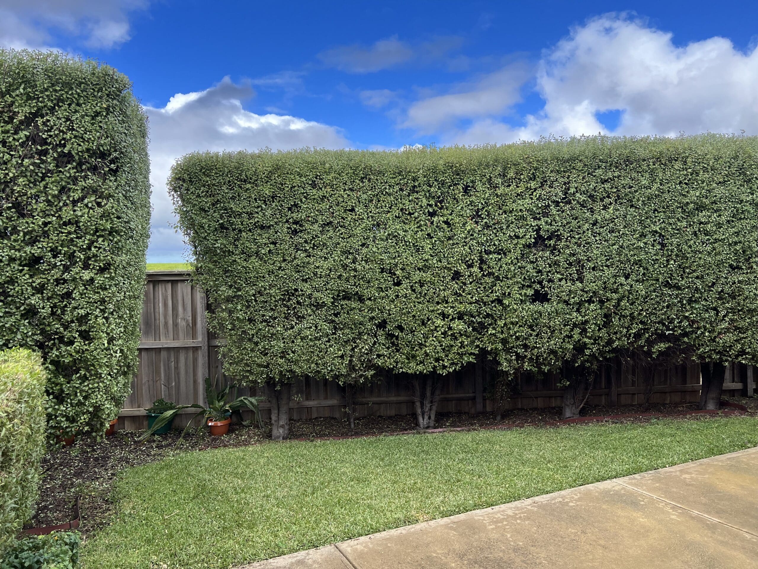 Hedge Trimming Services Melbourne