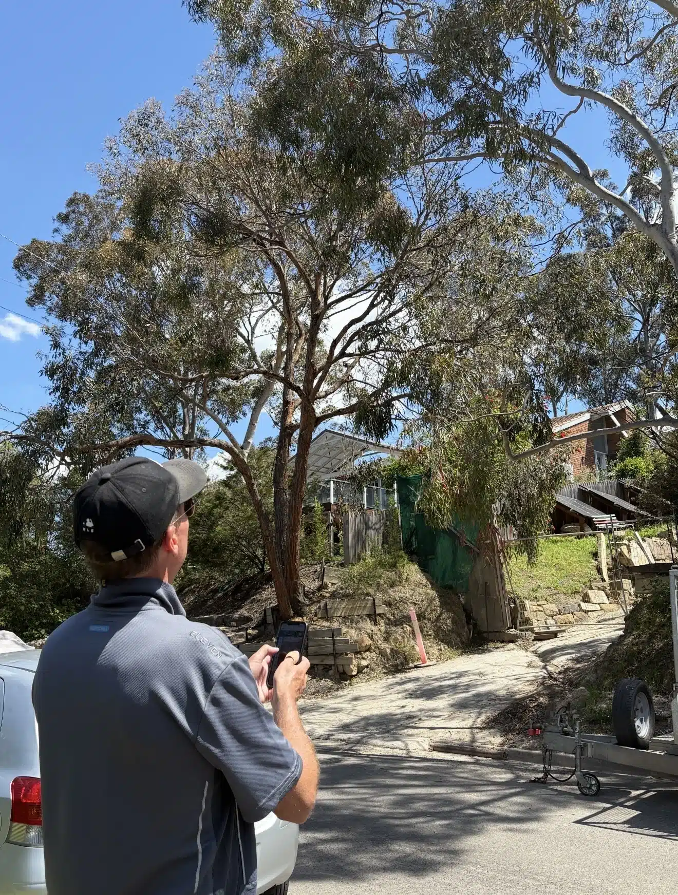 Tree Removal & Arborists Serving Melbourne & Regional Victoria | Milone ...