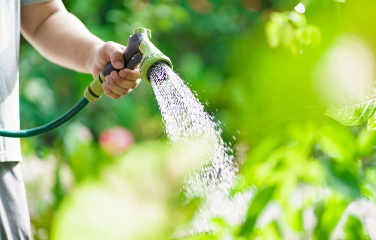 tree drought stress prevention