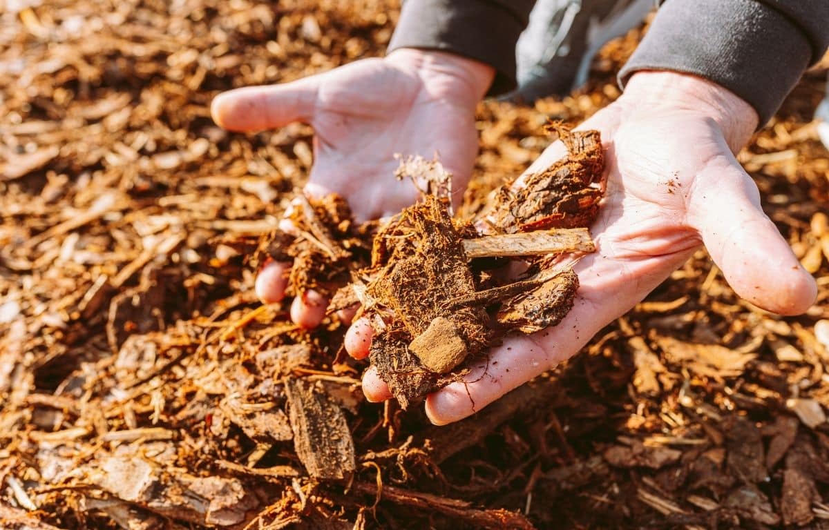 tree mulch drought protection