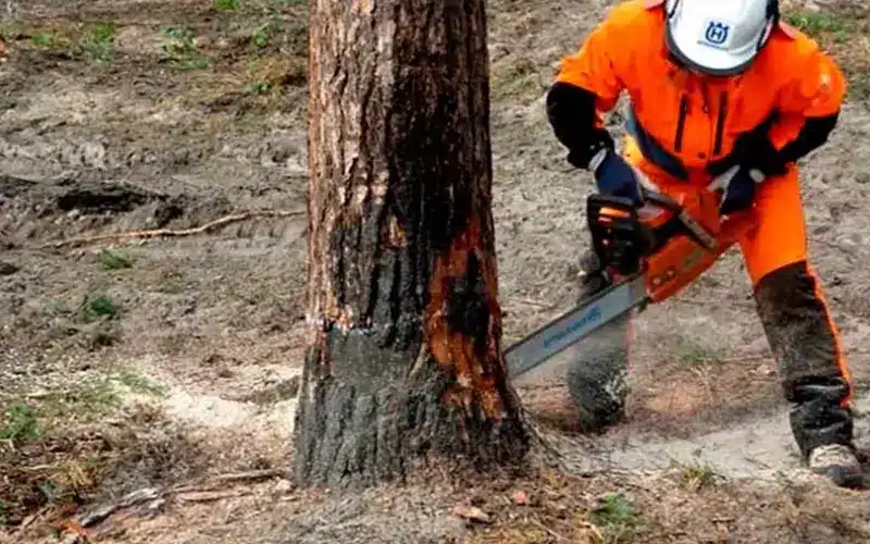 Confined Space & Tight Access Tree Removal Melbourne