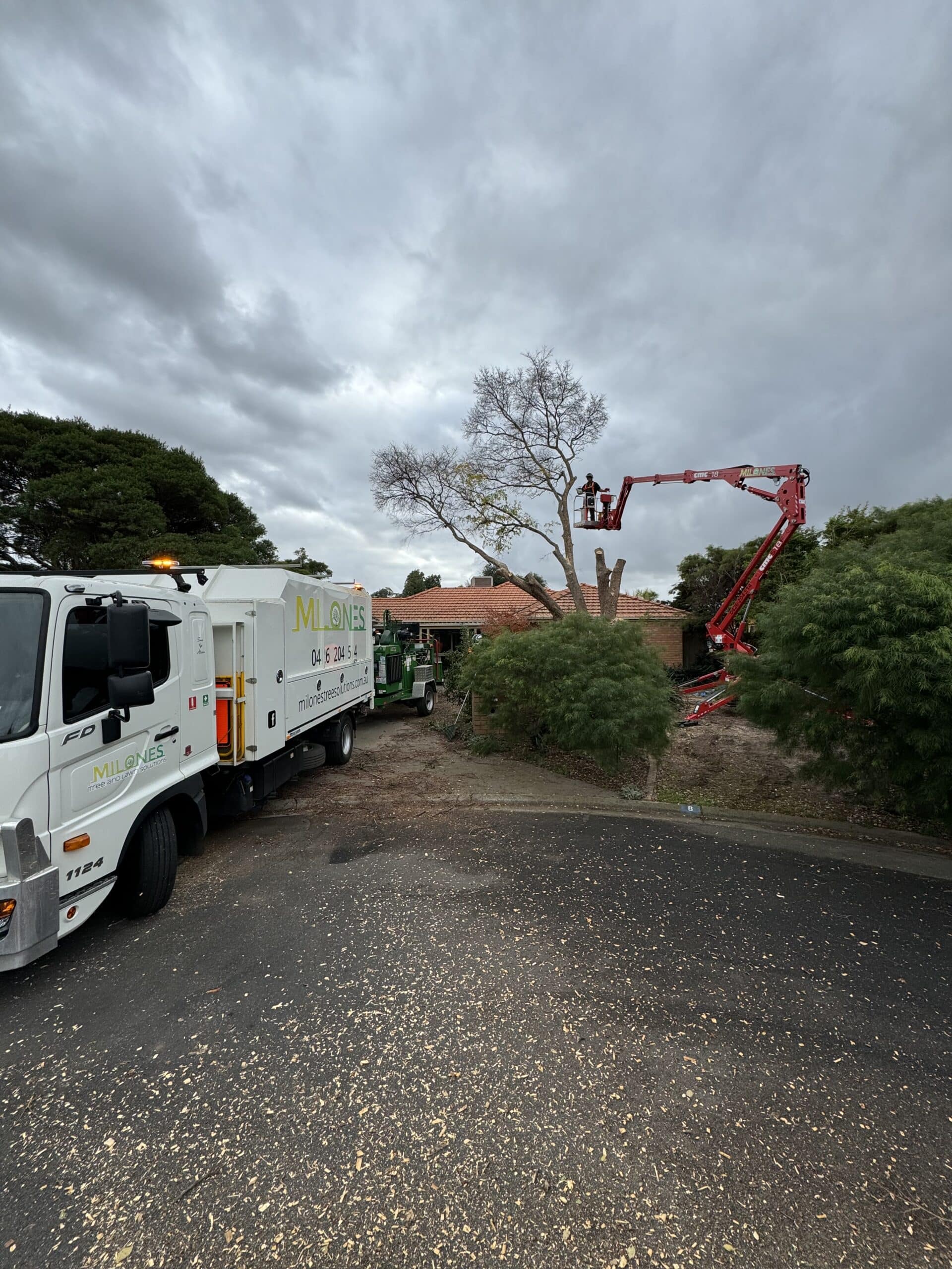 Professional tree removal services Melbourne and regional Victoria