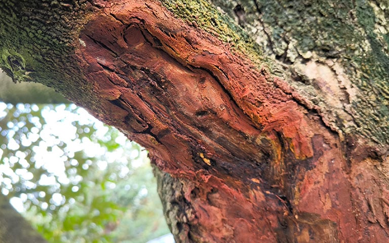 tree bark fungus