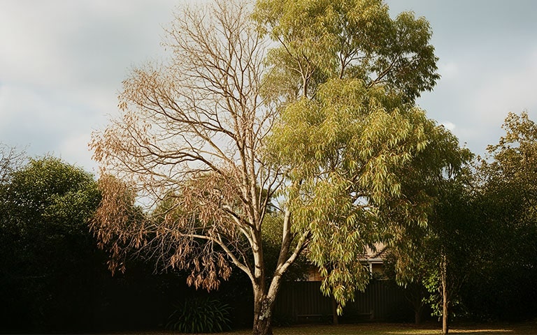 phytophthora root rot above ground signs