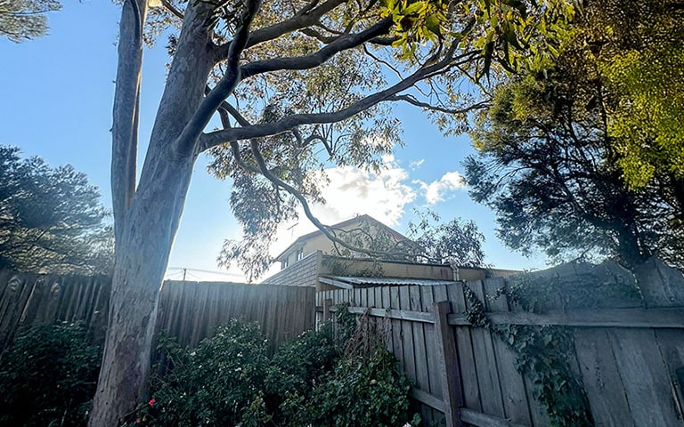 right to trim neighbours trees