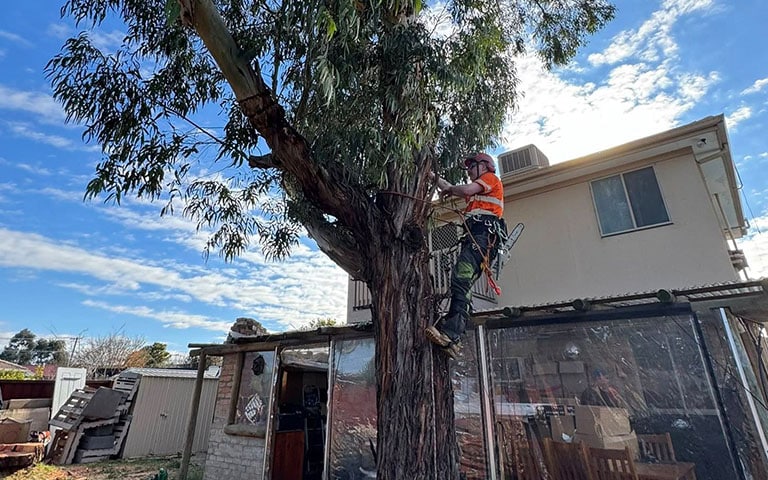 tree reports for insurance