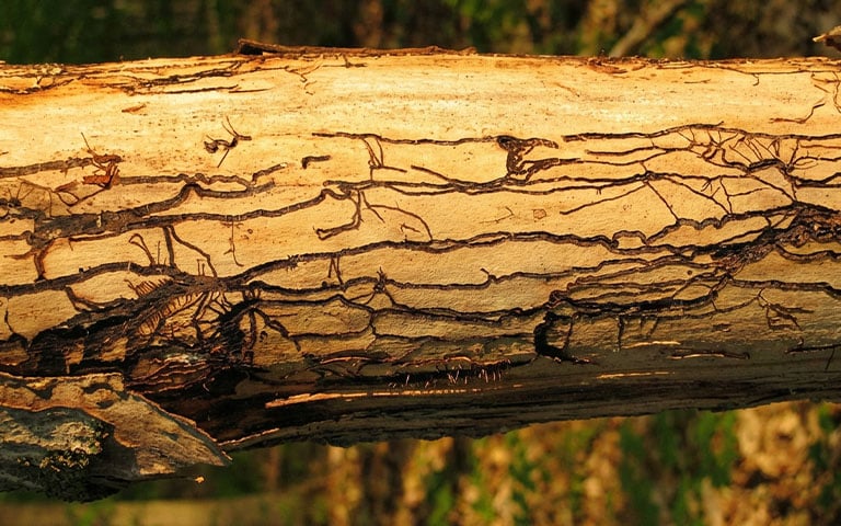 armillaria root rot signs bark