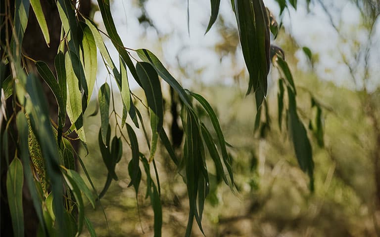 bushfire prevention tree removal