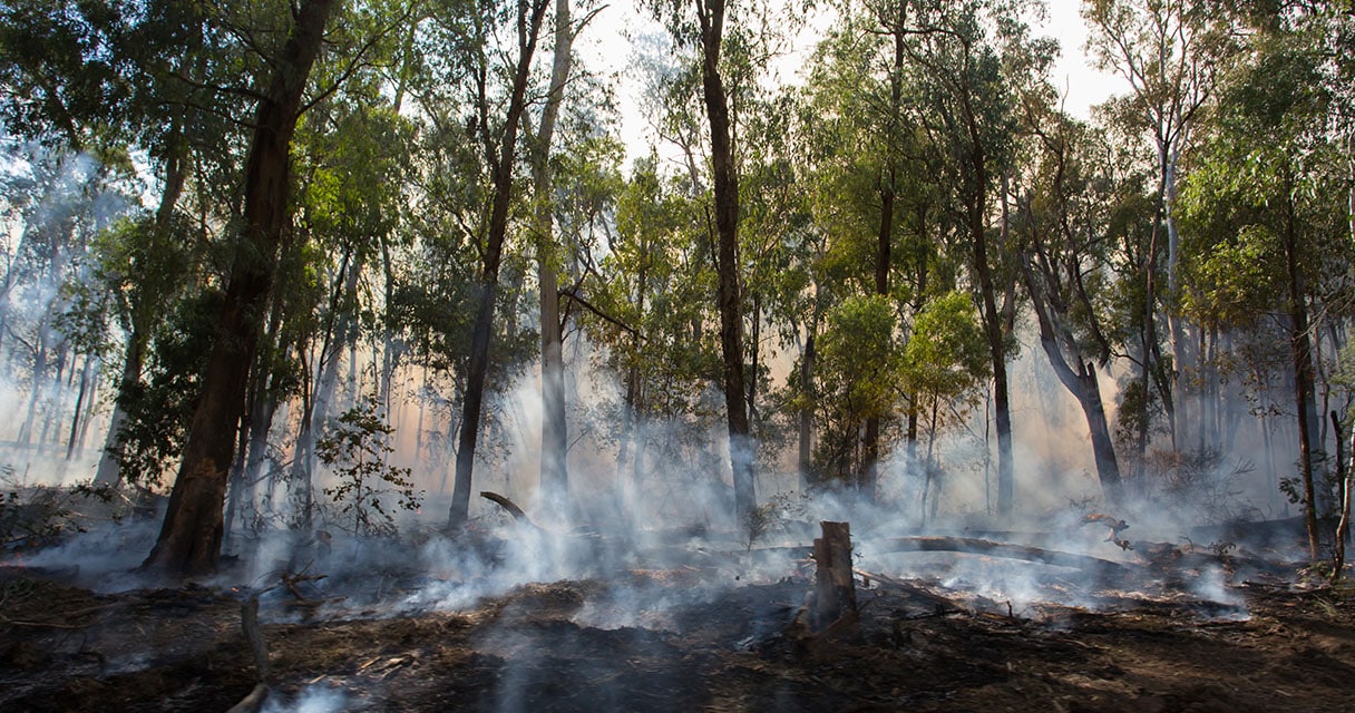 bushfire season tree removal