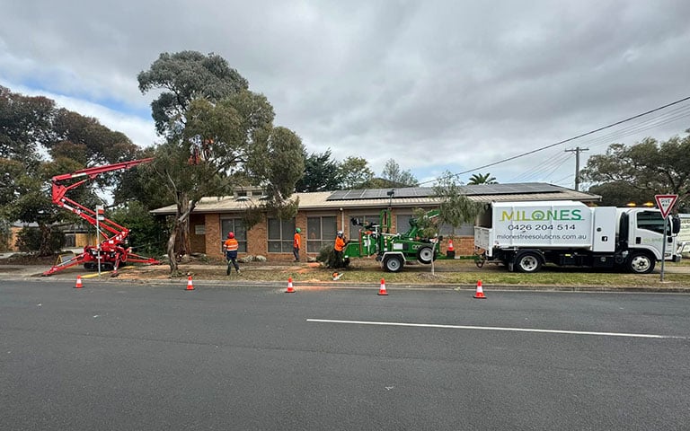 bushfire tree removal services