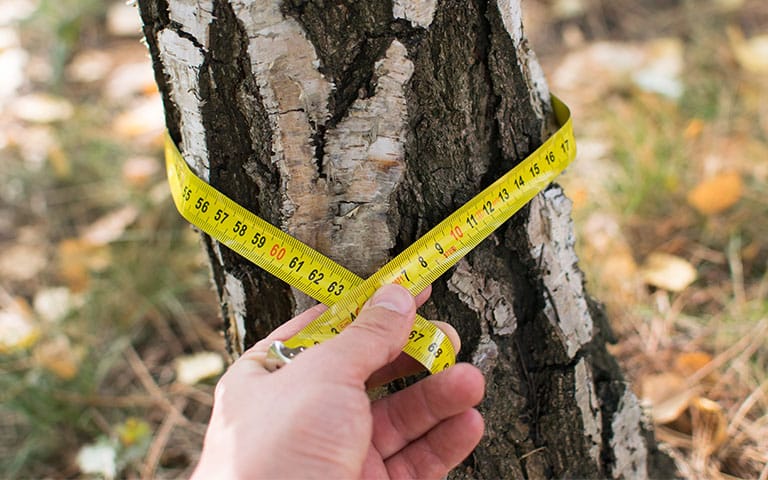 Image showcasing When You Need a Tree Removal Permit in Victoria and How to Get One ...