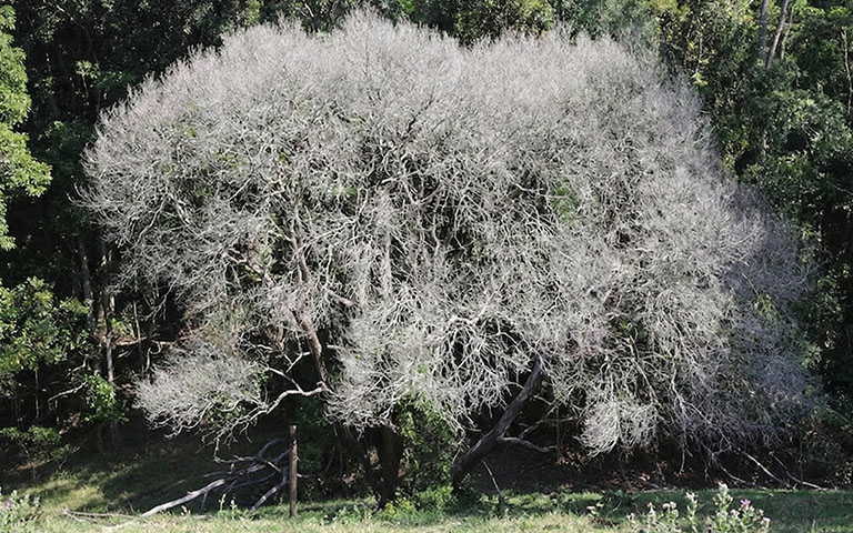 myrtle rust treatment victoria