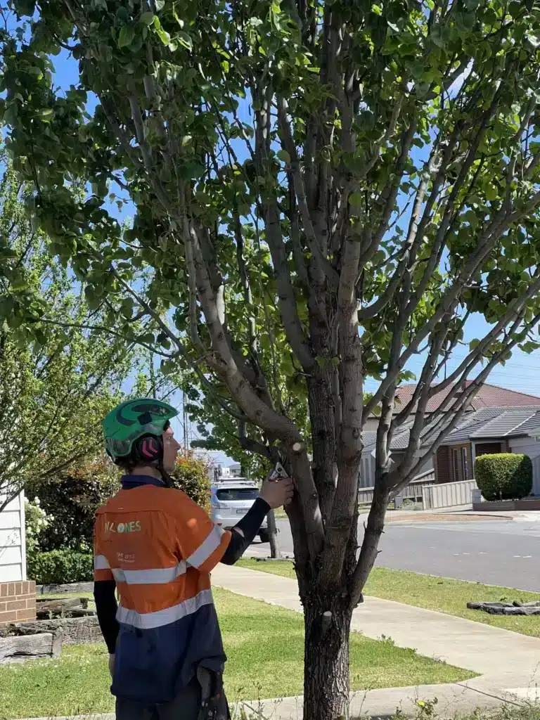 tree pruning in victoria by milones tree solution