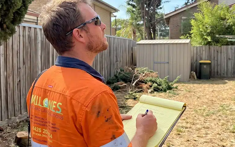 Milone’s arborist inspecting tree condition in a suburban Melbourne backyard.
