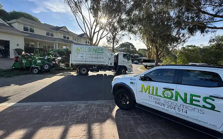Milone’s Tree Solutions vehicles and arborist equipment parked outside a Melbourne residential property.