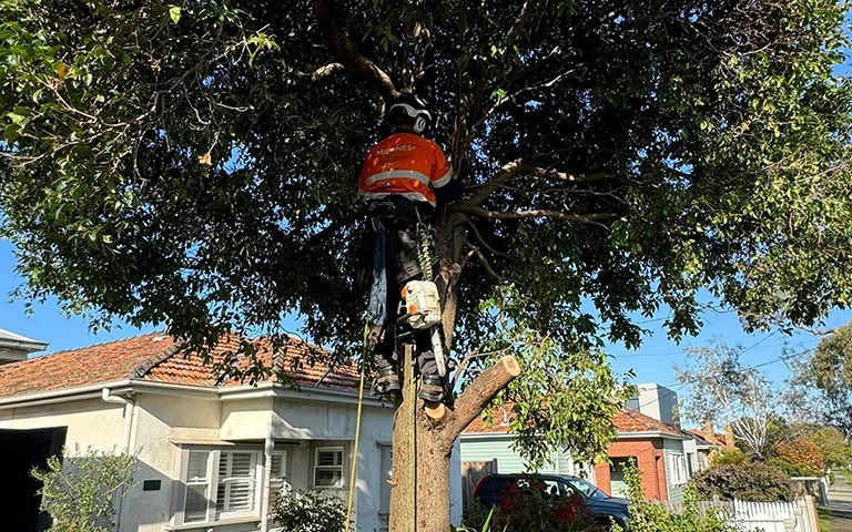 Arborist performing a tree risk assessment before tree removal