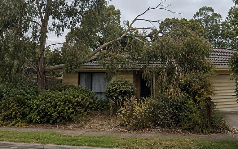 Neglected trees and overgrown branches reducing property kerb appeal