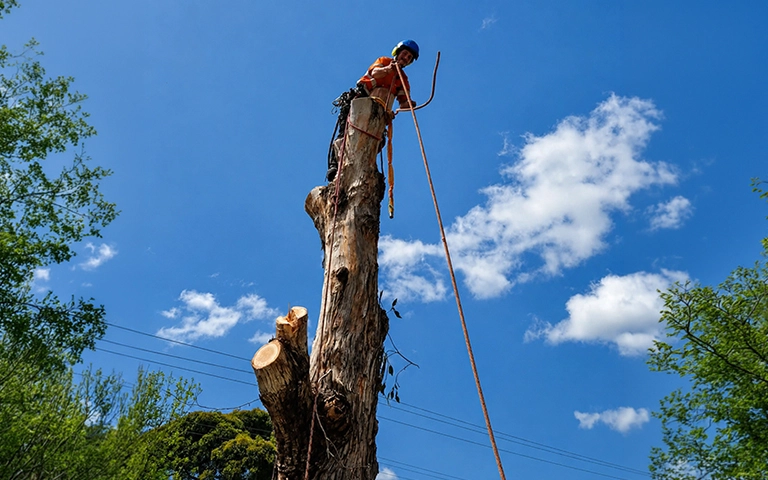 Arborist performing overgrown tree removal in Melbourne to reduce safety risks and manage excessive tree growth.